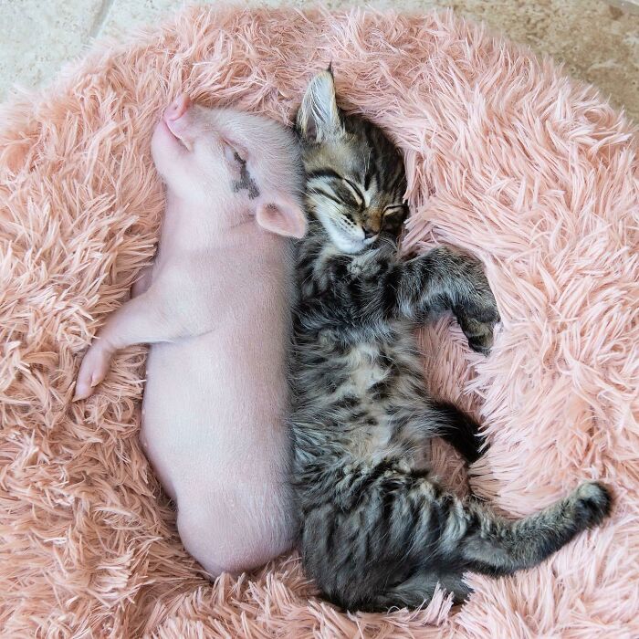 Piglet and kitten lying in a pink faux fur bed
