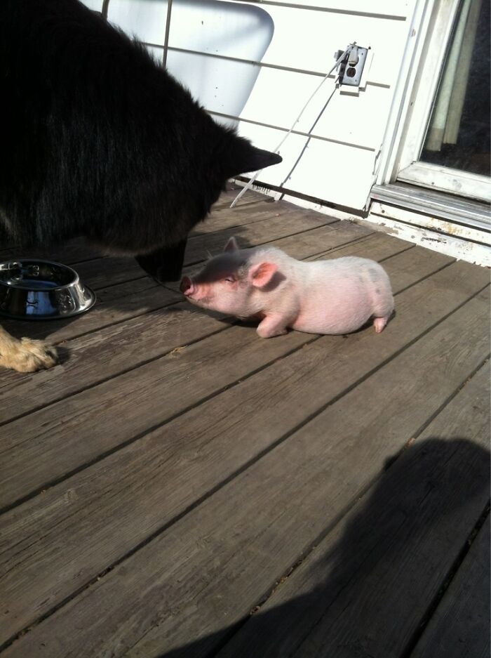 My Piglet Dexter Meeting My German Shepard For The First Time