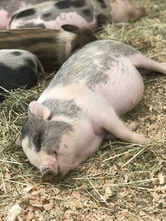 Little Piglet Smiling In Its Sleep