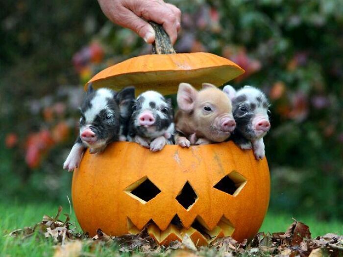 I Present To You: Piglets In A Pumpkin