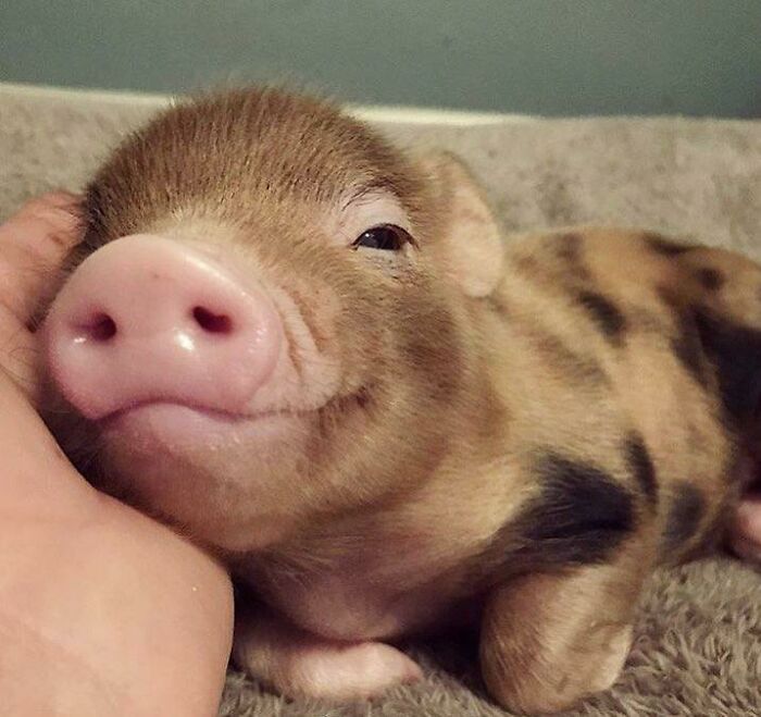 Happy Little Piglet