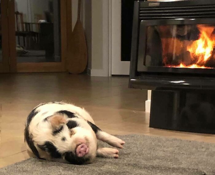 Pet pig lying and warming near fireplace in an apartment