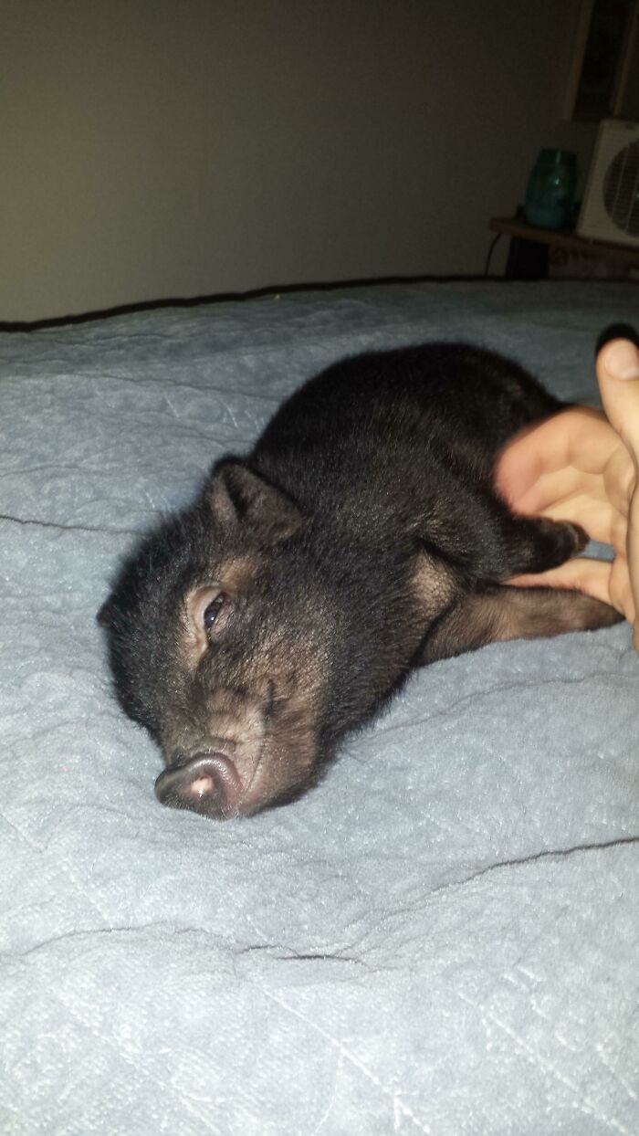 The Face A Baby Piglet Makes When You Tickle Him