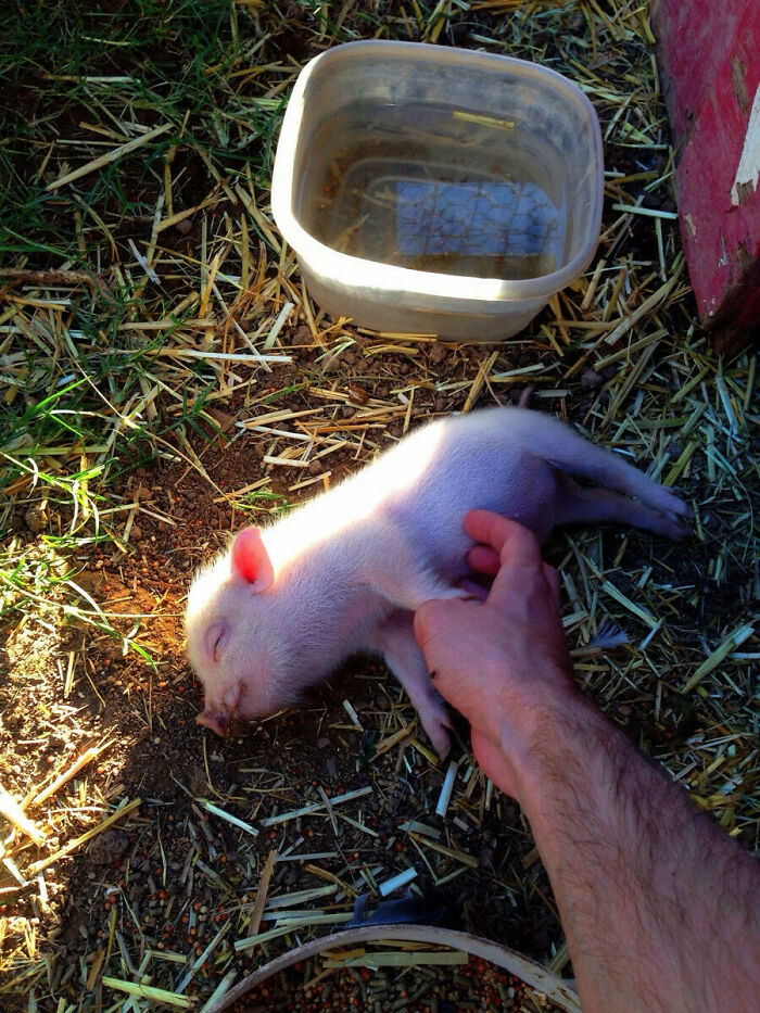 Piglet is lying near a plastic water container and the man's hand cuddling it