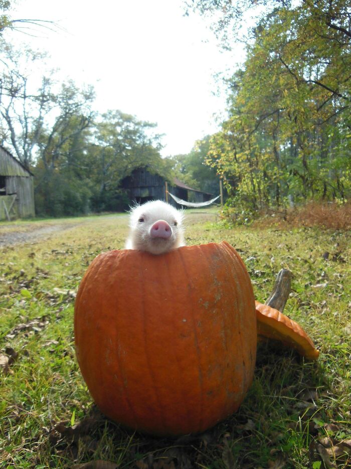 A Little Pig In A Pumpkin