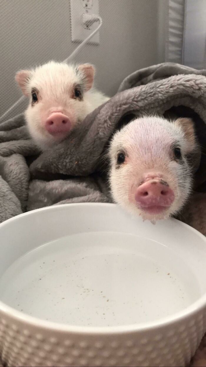 My Coworker Just Adopted Two Piglets