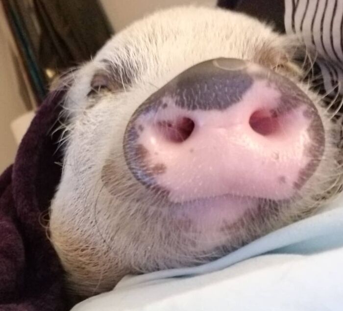 Ever Seen A Pig Smile?