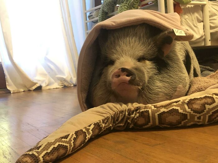 My Cutest Pig