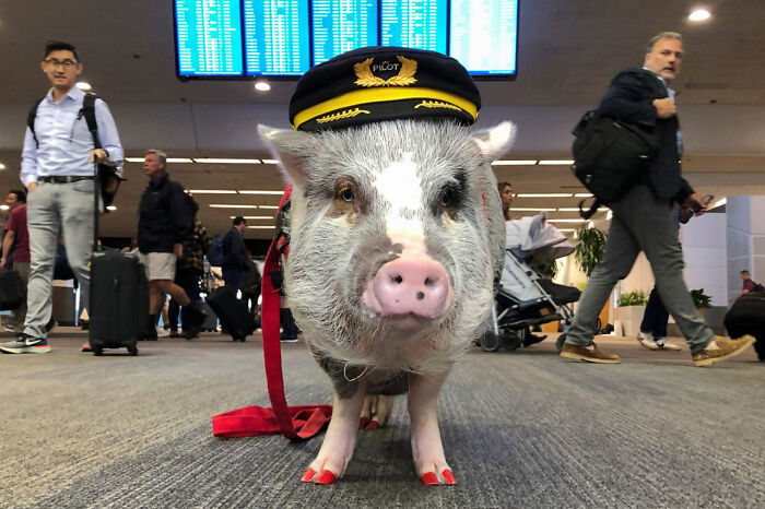 Travelers Flying Out Of San Francisco Airport May Be Comforted By Lilou, The World's First Therapy Pig