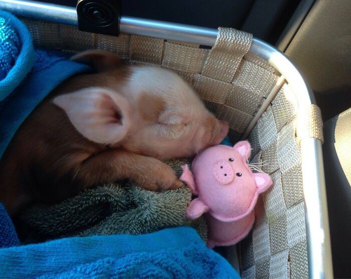 I Had To Give Back The Piglet I Was Babysitting Today, So I Gave Her A Piggie Of Her Own For The Road