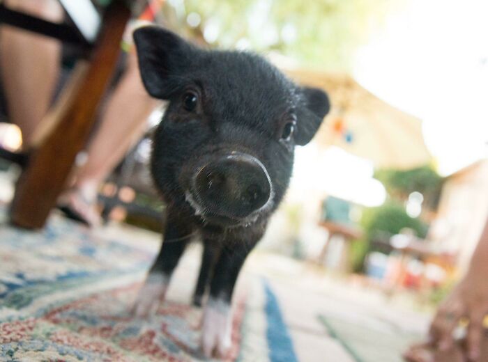 Hamlet The Pig Wants To Snuffle You!