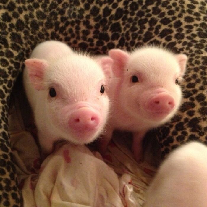 Two cute piglets
