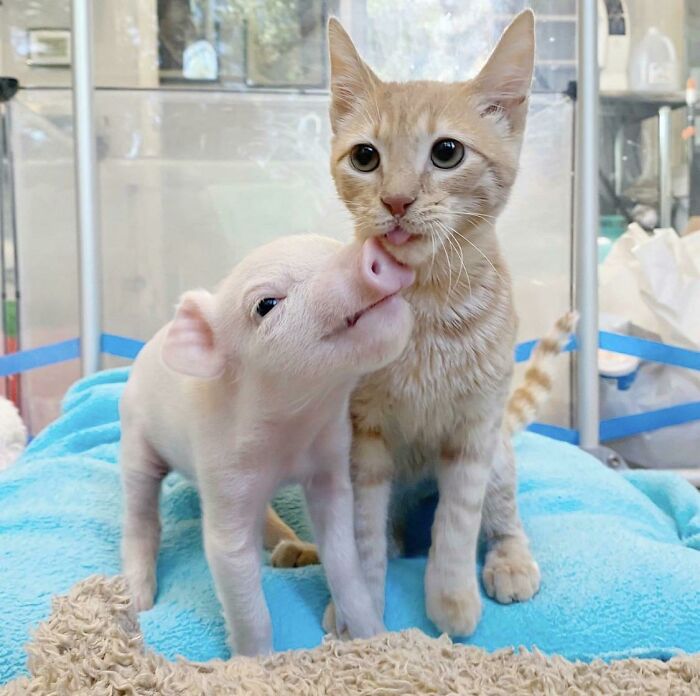 Piglet and kitten cuddle