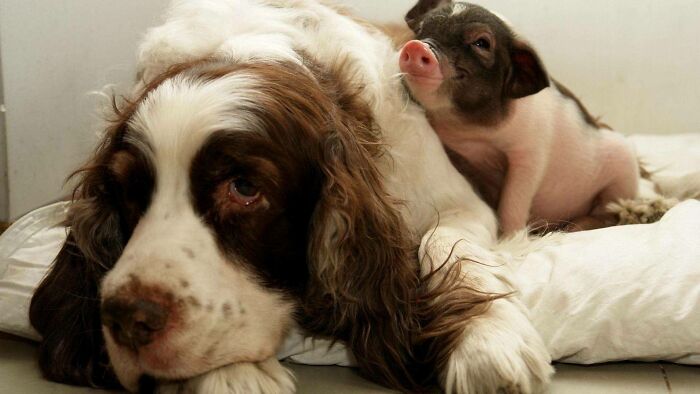 Piglet Who Loves His Big Brother