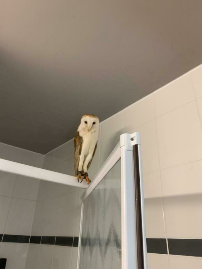 Housekeeping Staff Found An Owl In The Room Of A Guest That Checked-Out Yesterday