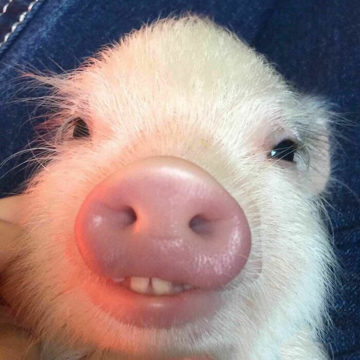 Piglet face showing lower teeth