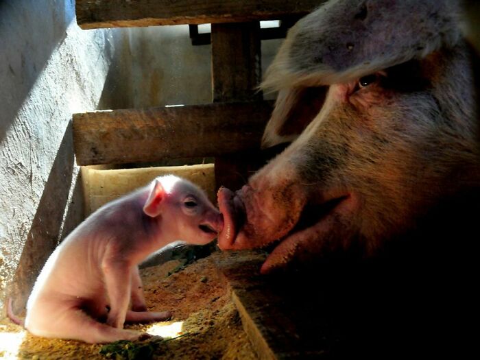 Pig And A Piglet