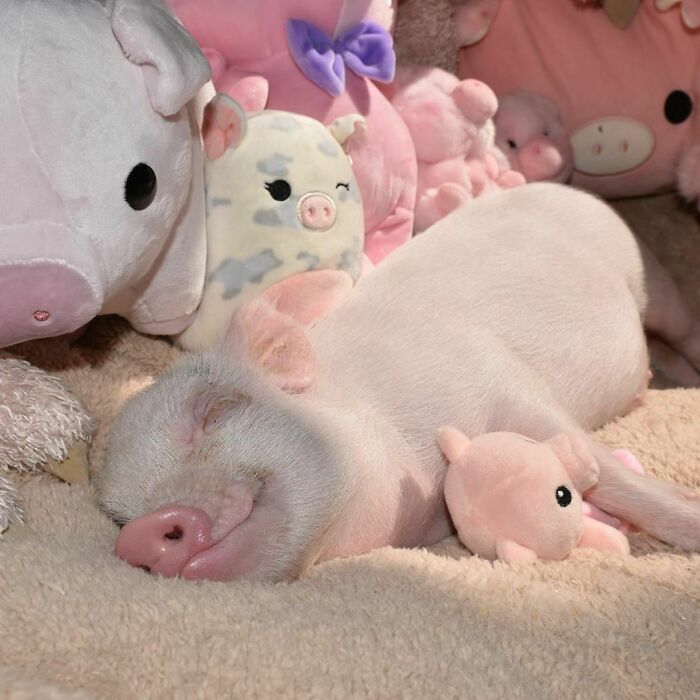 Piglet happily lying in bed with many plush pig toys