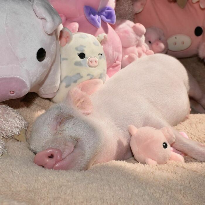 Pearl acurrucado con su cerdito de peluche