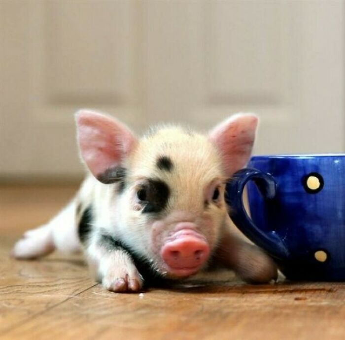 Teacup Pig, So Cute!