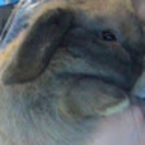 annabellespetz avatar