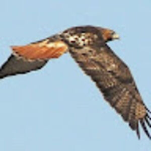 kayhanamenard avatar