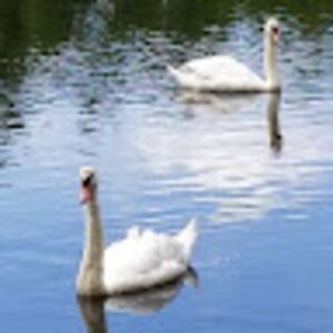 alexandriawalthrust avatar