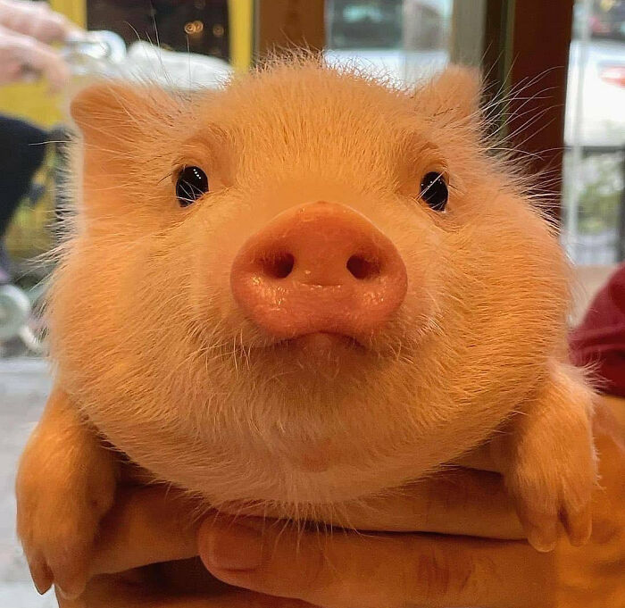 Cutest Chubby Piggy