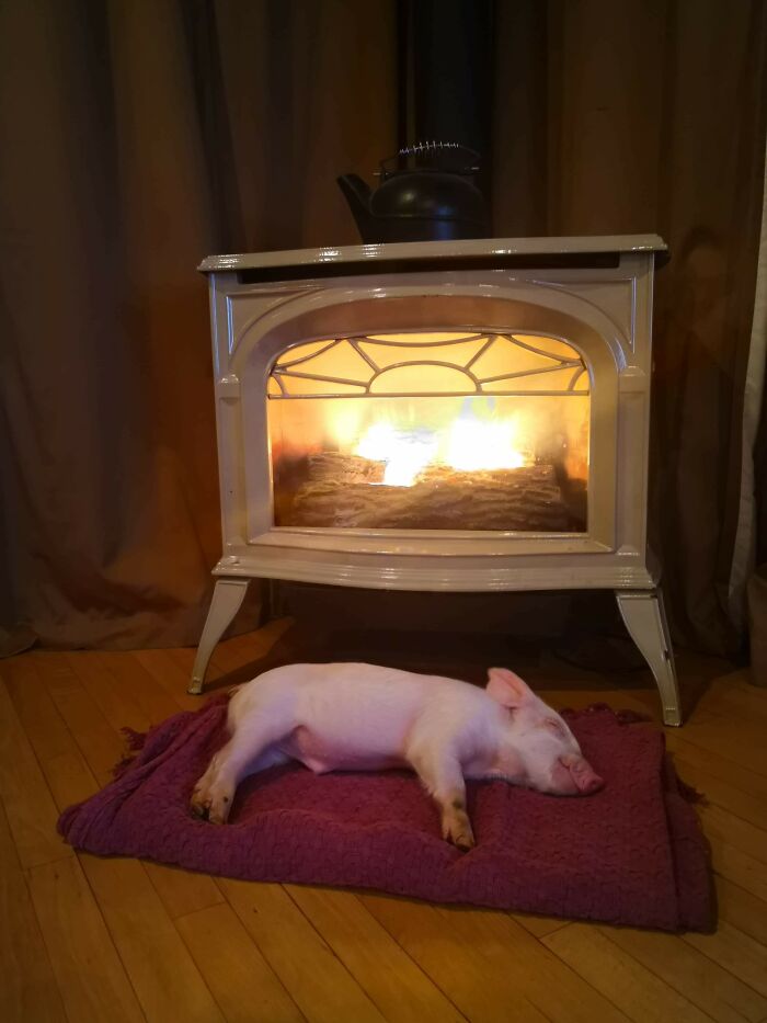 Pig lying on a red blanket near fireplace