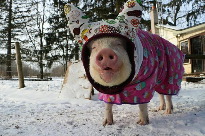Winter Fashion For Pigs