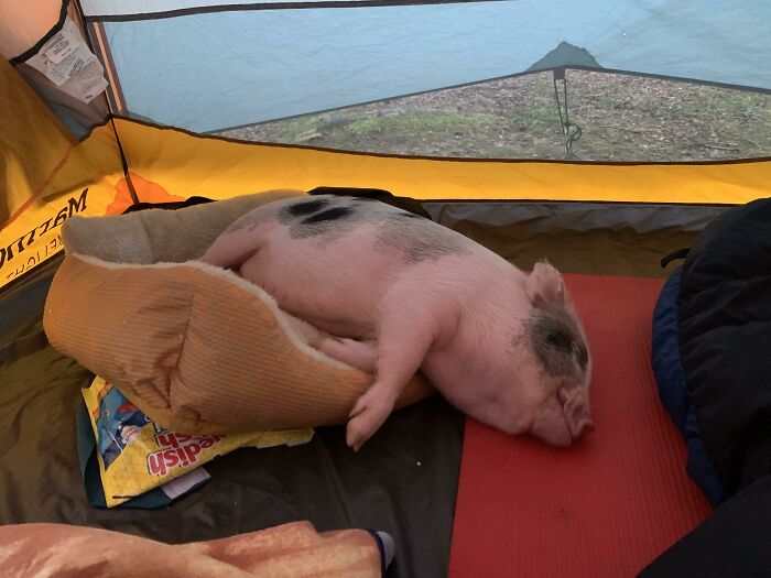 I Took Edie Camping. She Sleeps Like A Toddler