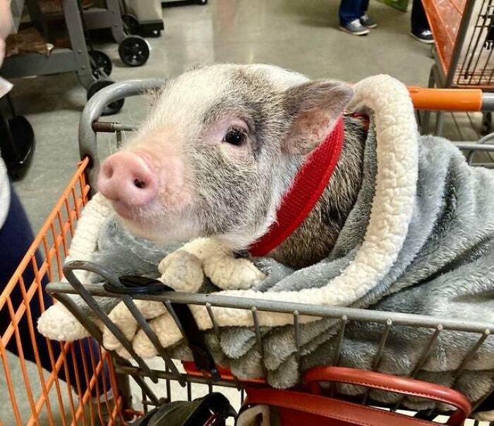 Piggy At Home Depot, What He Gonna Buy Though?