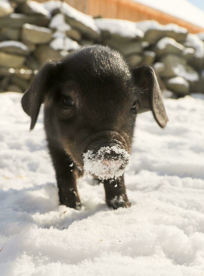 A black piglet is standing in the snow and its nose end is covered in snow