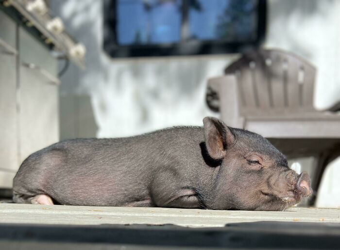Pickles The Mini Pig Enjoying The Sun