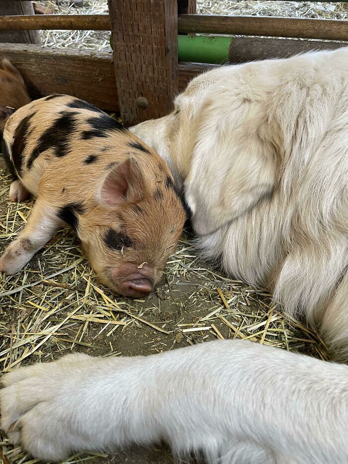 The Big White Piglet Really Needed Cuddles