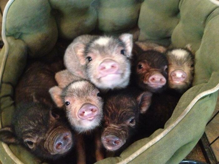 Happy As A Pile Of Pigs In A Bed