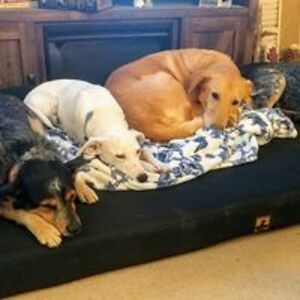 alex_levering avatar