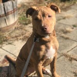 crazyredneck422 avatar