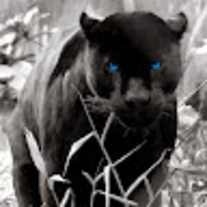 pantherinthedarkness avatar