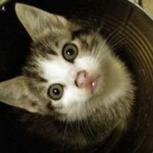 happycatsfarm avatar