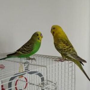 ninka_kunstatska avatar