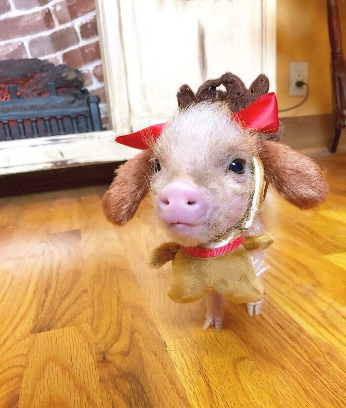 My Pigs Performed The Grinch. Here’s Max