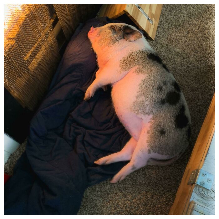 House Pig By The Fire