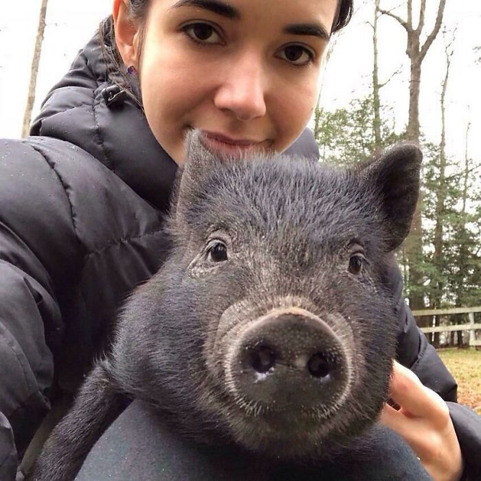 This Is My Pig. He's Gone From Being Scared Of Being Held To Running Into My Lap Any Chance He Gets