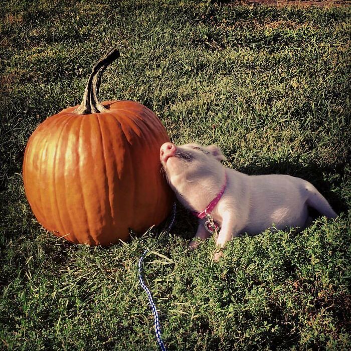 Girlfriends Pig Is Pretty Excited For Fall