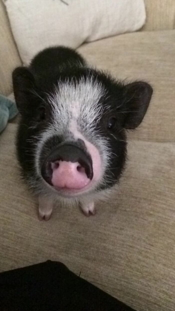 Babysitting A Micro Pig And I Think I Just Depleted All My "Aww's" For The Day