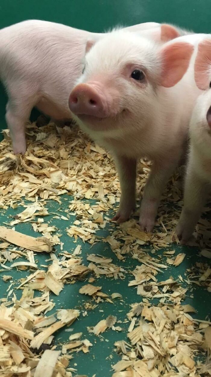 ¡No me había dado cuenta de que los cerdos podían ser tan simpáticos hasta que sorprendí a este pequeñín sonriéndome!