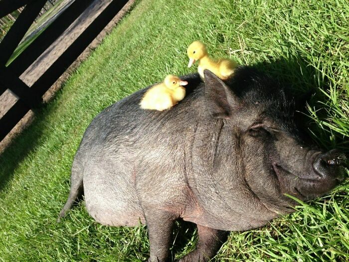 Big black pig lying on the grass and two baby ducks on it