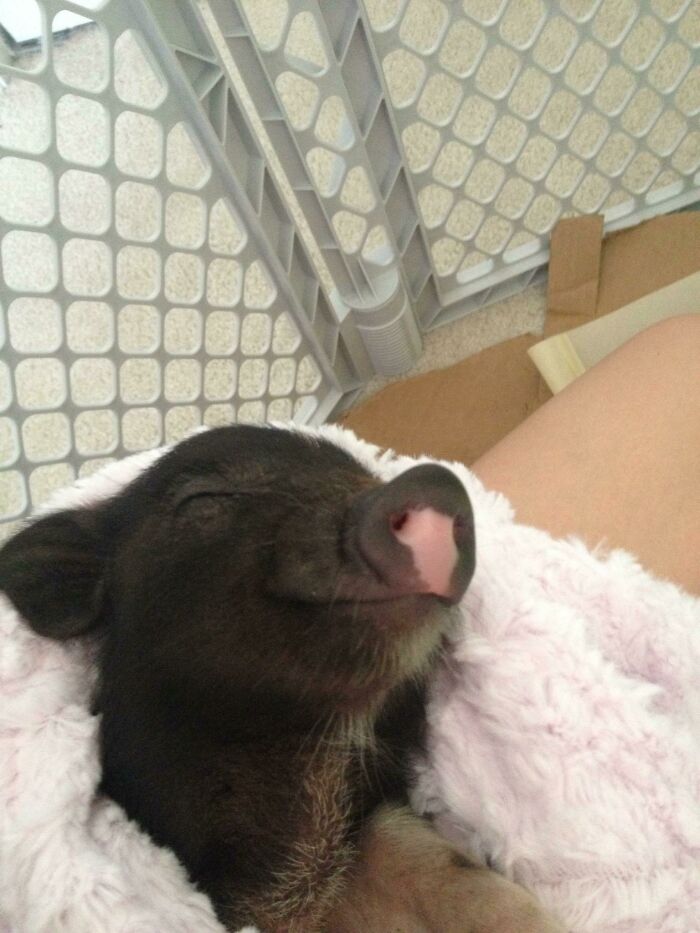 Girlfriend Wanted A Micro Pig, I Was Skeptical At First But His Smile Sealed The Deal