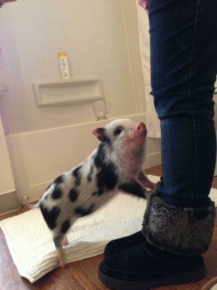 My Friend Got A Pig